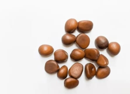 Gambar Biji Salak. Shutterstock
