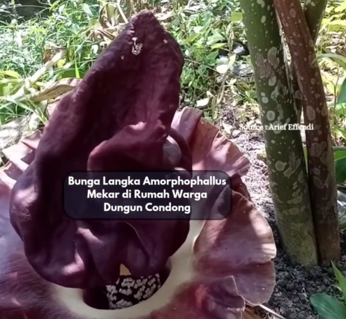 Kemunculan tanaman bunga bangkai Amorphophallus di Dungun Condong, Sambas, Kalbar. Foto: Dok. Instagram @sambasinformasi