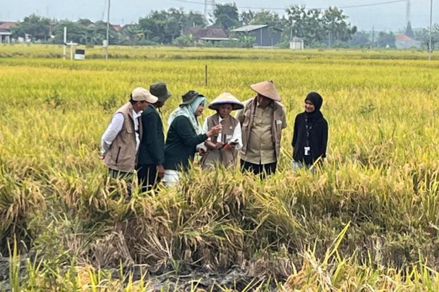 Menteri Komunikasi dan Digital Meutya Hafid saat panen padi di Desa Jetak, Sidoharjo, Sragen, Jawa Tengah, Rabu (5/11/2025). Foto: Nasywa Athifah/kumparan