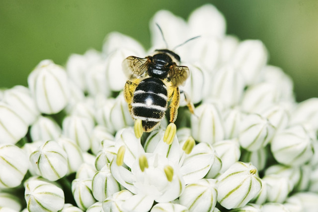Ilustrasi peran simbiosis dalam keharmonisan ekosistem. Foto: Unsplash.com/Олександр К