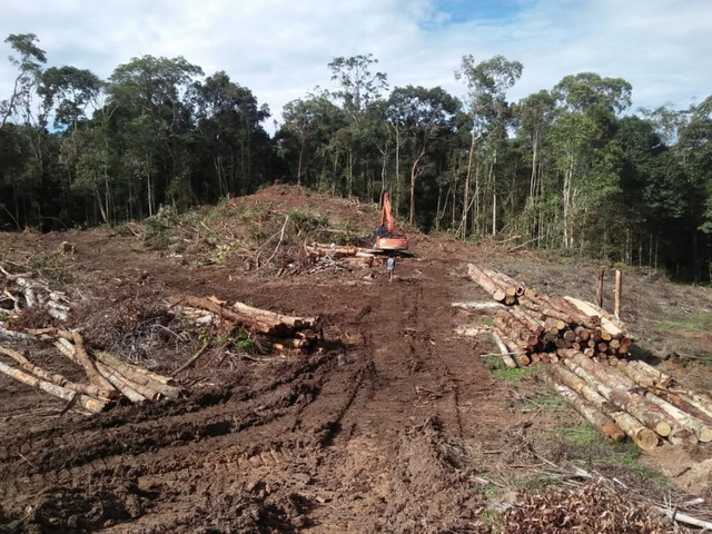 PT. TPL menebang hutan alam di Sihaporas (Oktober 2018). Foto: Domu Ambarita.