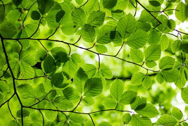 Ilustrasi proses fotosintesis pada daun. Foto: Unsplash