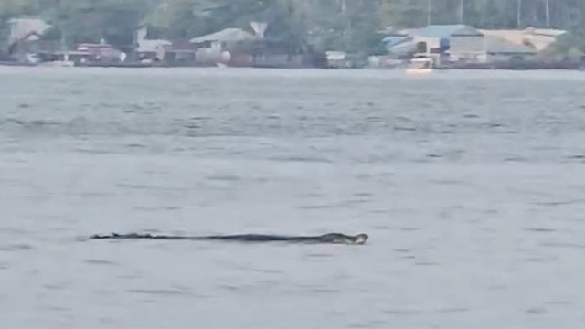 Penampakan buaya di perairan Teluk Manado yang terekam oleh video.