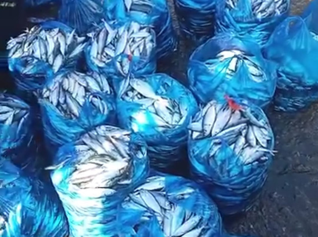 Tumpukan Ikan Tangkap Nelayan di Tempat Pelelangan Ikan (Dokumentasi Pribadi)