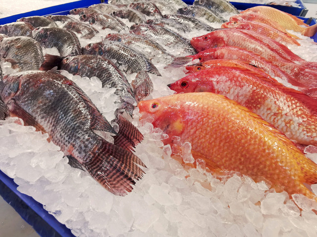 Ilustrasi ikan di atas es. Foto: TeraMax/Shutterstock