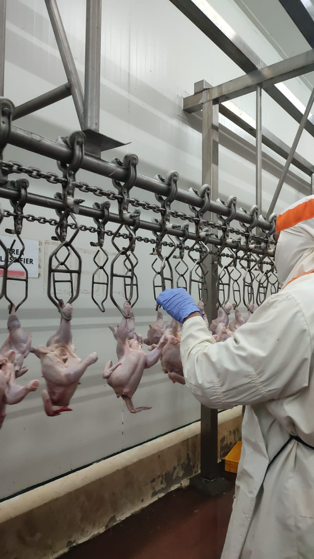 Ilustrasi 1. Rumah Potong Ayam. Sumber: Dokumentasi Pribadi