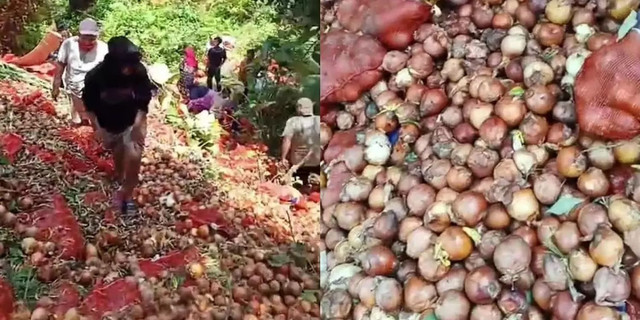 Bahaya Menurut Ahli IPB Imbas Heboh Warga Ambil Bawang Bombai Ilegal
