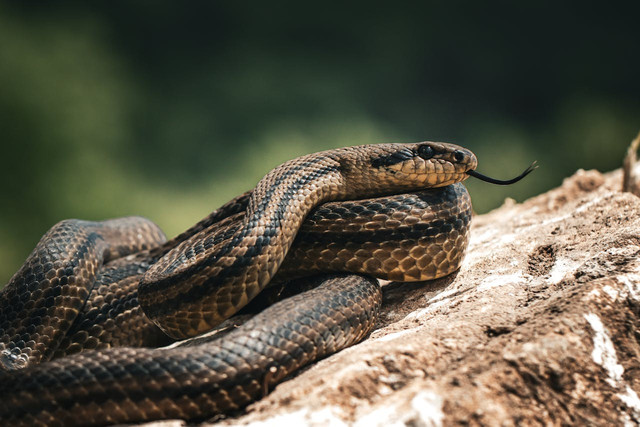 Ilustrasi ular. Foto: Pexels