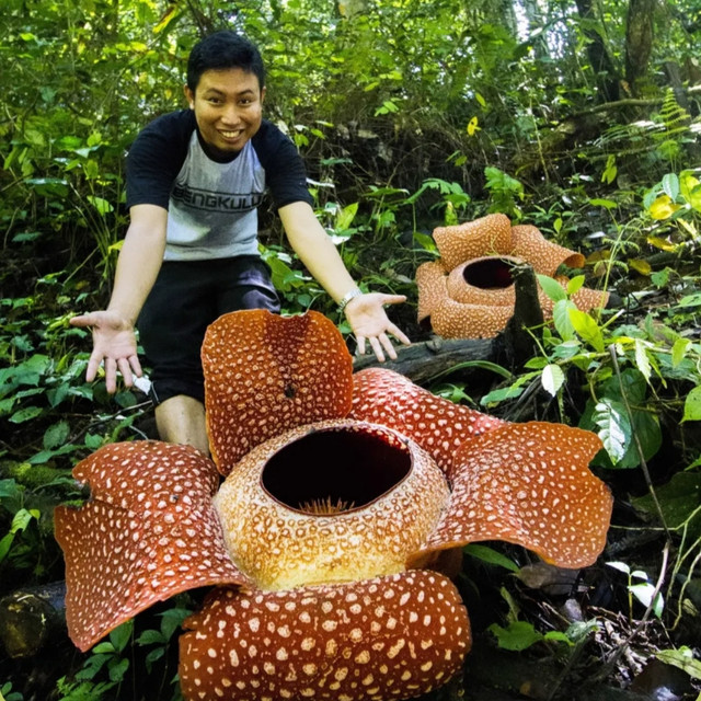 Bunga Rafflesia Arnoldi yang sedang mekar (Sumber foto: Instagram/@fianbkl)  *Disclaimer: Foto tersebut sudah mendapatkan izin dari pihak sumber. 