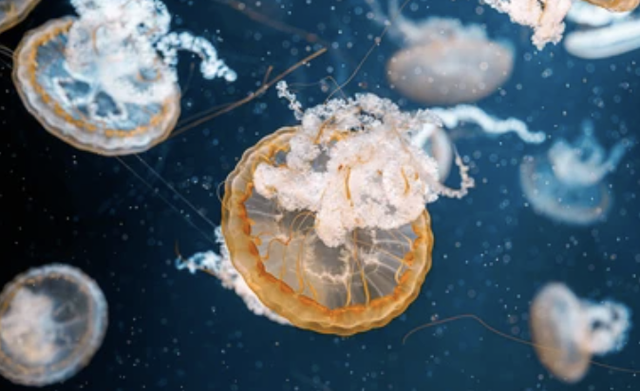 Ilustrasi ubur-ubur dalam samudra. Foto: Shutter Stock