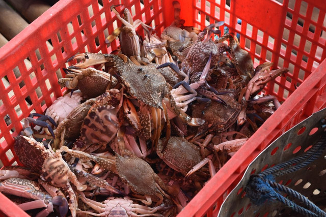 Produk perikanan rajungan. Dok. KKP