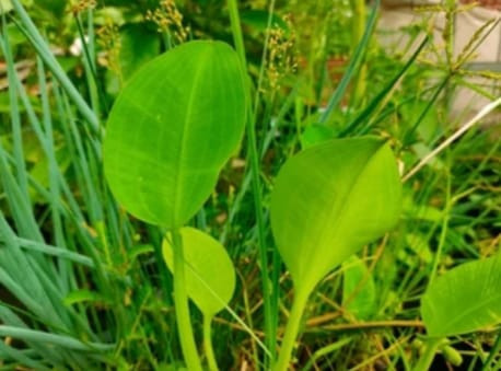 Sayur Genjer. Shutterstock