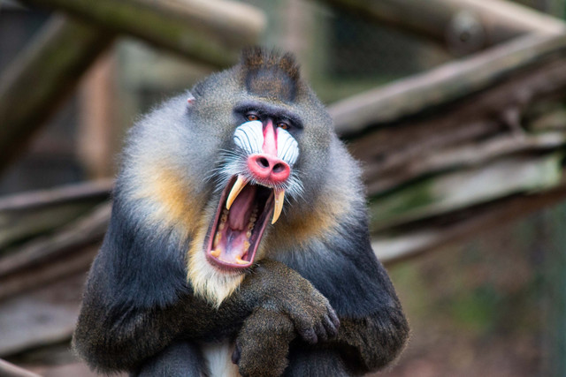 Monyet Mandrill yang hidup di hutan Gabon. Foto: Doreeniho/Shutterstock