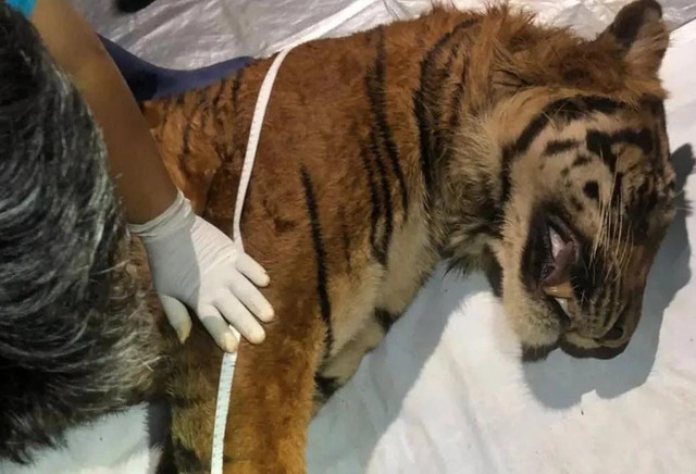 Penampakan jasad harimau sumatera "bakas" mati di kandang perawatan Lembaga Konservasi Lembah Hijau | Foto : Dok. Humas KSDA Bengkulu-Lampung