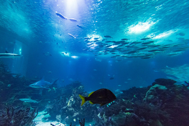 Ilustrasi rantai makanan di laut. Foto: Unsplash