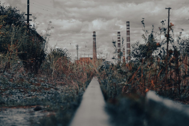 Ilustrasi pengaruh polusi terhadap tumbuhan. Foto: Unsplash