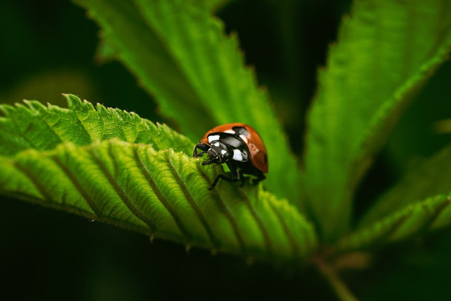 Ilustrasi ekosistem alam. Foto: Unsplash