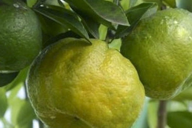 Jeruk Sabalaka Topo masuk sumber daya genetik dilindungi, Rabu (12/11/2025). Foto: Abdul Fatah/ANTARA