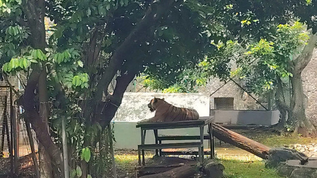 Harimau berada di Taman Margasatwa Ragunan, Jakarta Selatan, Sabtu (15/11/2025). Foto: Jonathan Devin/kumparan