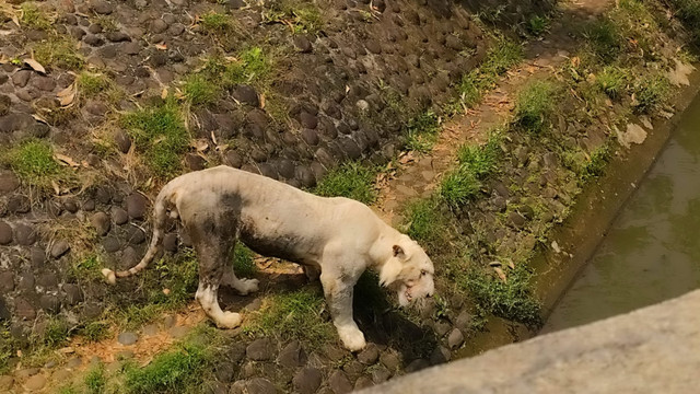 Harimau berada di Taman Margasatwa Ragunan, Jakarta Selatan, Sabtu (15/11/2025). Foto: Jonathan Devin/kumparan