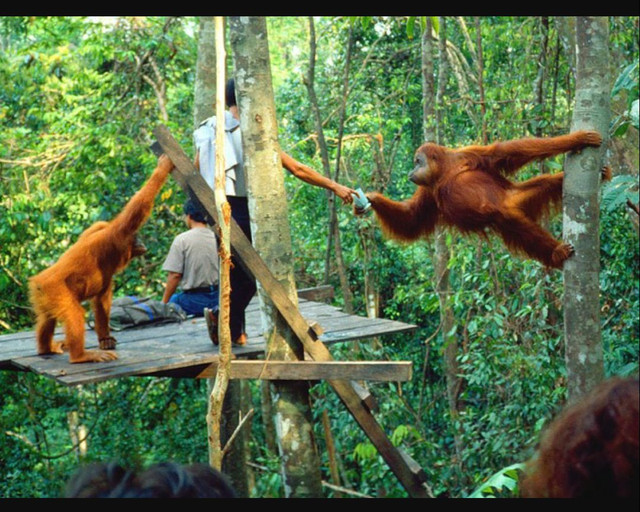 Peran Dokter Hewan dalam Konservasi Orangutan di Taman Nasional Tanjung Putting