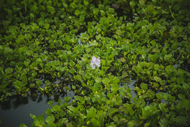 Ilustrasi tanaman air. Foto: Unsplash