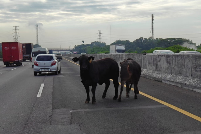 Dua ekor sapi di Tol Cikampek. Foto: PJR Cikampek