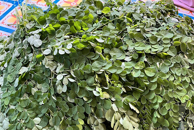 Daun Kelor. Foto: Muhammad Darisman/kumparan