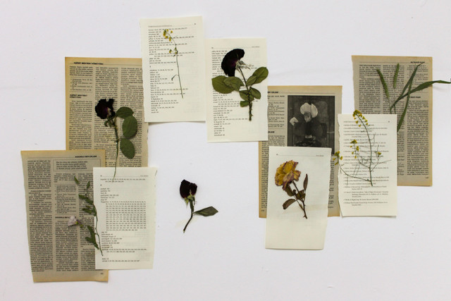 Ilustrasi Herbarium. Sumber: Pexels.