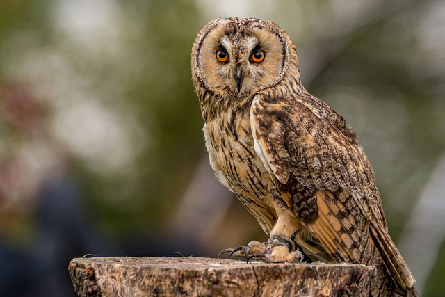 Ilustrasi hewan nokturnal di hutan. Foto: Unsplash