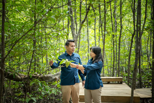 Konservasi mangrove di Ekowisata Mangrove Cuku Nyinyi. Dok: MIND ID.