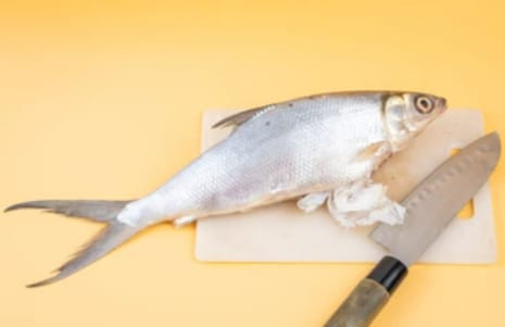 Gelembung Ikan. Shutterstock