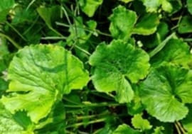 Daun Pegagan. Shutterstock