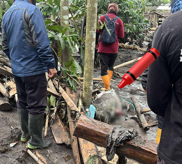 Ternak warga yang mati akibat erupsi Gunung Semeru, di, Lumajang, Kamis (20/11). Foto: Dok. Istimewa