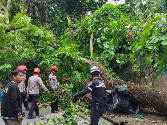 Pohon tumbang menimpa becak di Ring Road Utara, sekitar Monjali, Kabupaten Sleman, Jumat (21/11). Foto: Arfiansyah Panji/kumparan