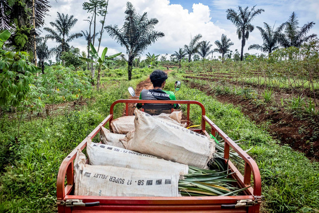 Pekerja mengendarai kendaraan roda tiga membawa limbah daun nanas melintasi lahan perkebunan di Kampung Cigore, Kasomalang, Kabupaten Subang, Jawa Barat. Foto: Abdan Syakura/ANTARA FOTO