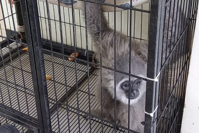 Petugas pemadam kebakaran berhasil menangkap Owa Jawa lepas kandang yang menggigit warga. Foto: DPKP Kota Surabaya