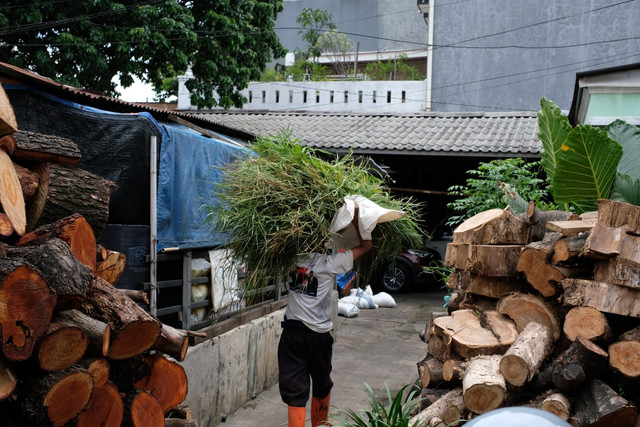 Seorang pengurus peternakan sapi sedang membawa pakan di kawasan Mampang Prapatan, Jakarta Selatan, Minggu (23/11/2024). Foto: Luthfi Humam/kumparan