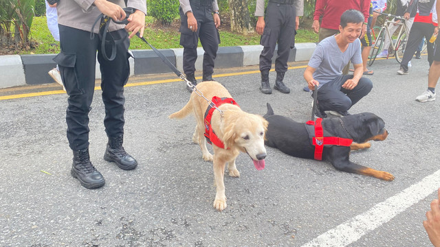 Anjing pelacak (Moana dan Lexy) dari Pawang Satwa Polda Kalbar Unit K-9 tampil di kawasan publik CFD Pontianak pada Minggu pagi, 23 November 2025. Foto: Alycia Tracy Nabila/Hi!Pontianak