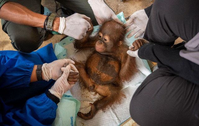 Kondisi bayi orangutan saat diselamatkan. Foto: Dok. Istimewa