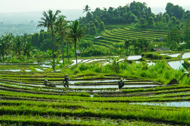 Ilustrasi pertanian. Foto: Unsplash
