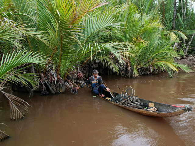 Seorang Warga Suak Timah sedang memasang alat tangkap ikan di rawa nipah. Dok : Panitia Daya Desa Festival Nipah Suak Timah