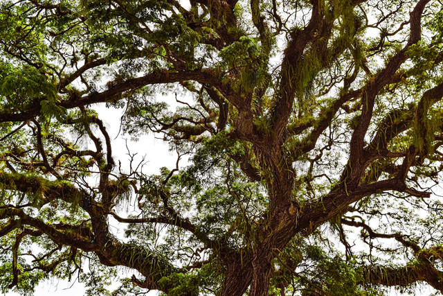 Ilustrasi ciri-ciri pohon yang mampu menyerap karbon dioksida. Foto: Pexels