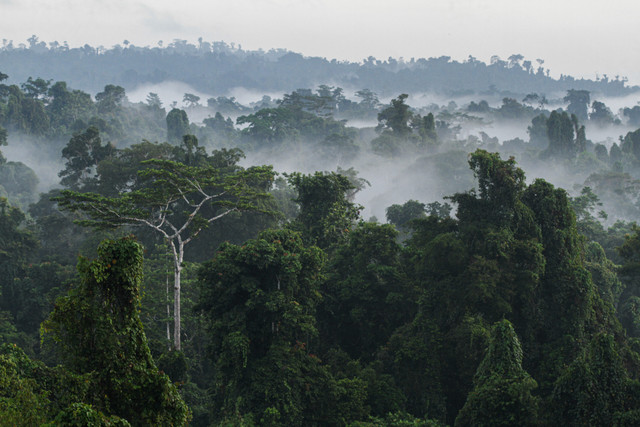 Kawasan Hutan di Sorong Selatan, Papua Barat Daya. Foto: Yayasan Pusaka Bentala Rakyat