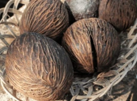 Buah Bintaro. Shutterstock