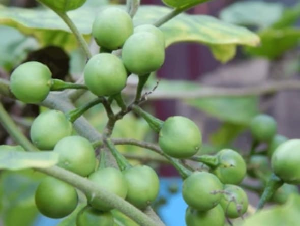 Tanaman Cempokak. Shutterstock