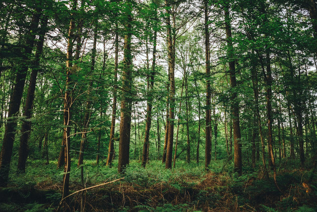 Ilustrasi hutan. Foto: Pexels