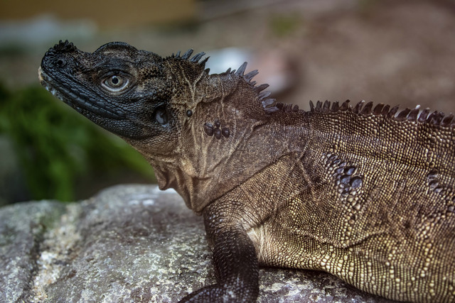 Kadal bersirip alias Indonesian giant sailfin dragon. Foto: Shutterstock
