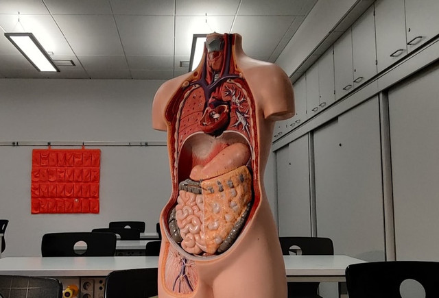 Ilustrasi sistem pencernaan makanan dalam tubuh manusia. Foto: Pexels