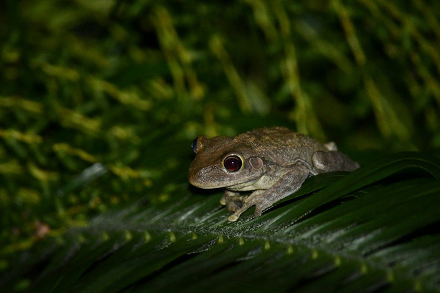 Ilustrasi hewan amphibi. Foto: Unsplash